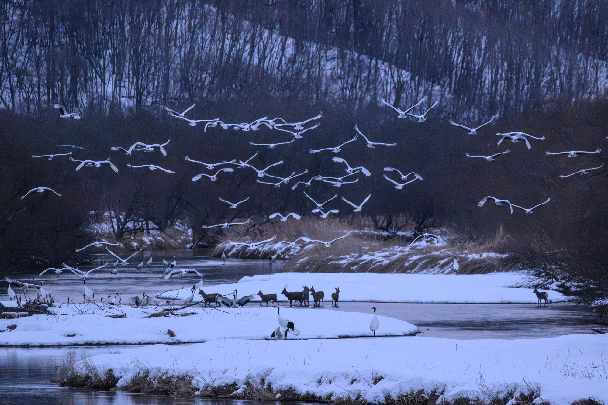 _DSC1119-強化-NR-1